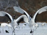 阿寒湖国際ツルセンターの白鳥