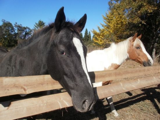 【子供乗馬スクール】お得な乗馬プラン 馬と仲良くなりたい方にもおすすめ！＜1時間×4回／大分市＞by Moon River Horse