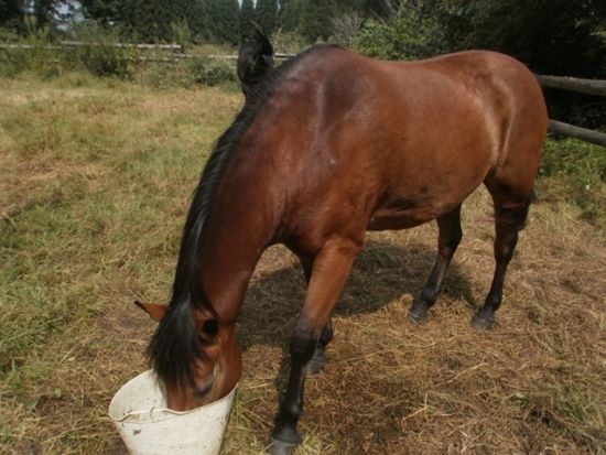 【子供乗馬スクール】お得な乗馬プラン 馬と仲良くなりたい方にもおすすめ！＜1時間×4回／大分市＞by Moon River Horse