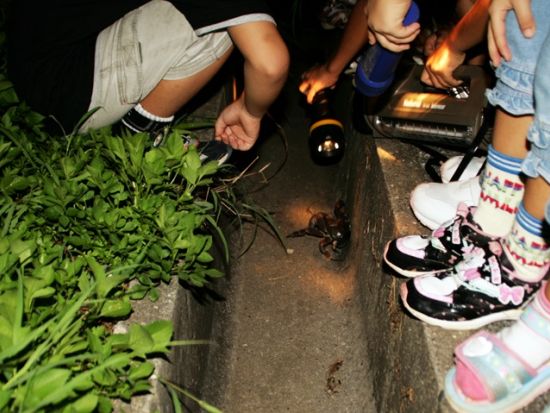 ナイトツアー　ヤシガニ探し＋星空観賞が0歳から参加可能！＜約1時間／来間島＞