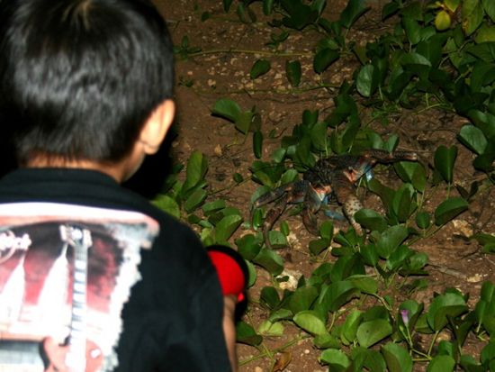 ナイトツアー　ヤシガニ探し＋星空観賞が0歳から参加可能！＜約1時間／来間島＞