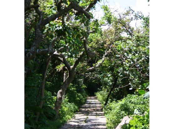 貸切観光タクシー　三大大橋＋宮古諸島めぐり　3島または5島から選択！  昼食付プランあり＜5.5時間／7.5時間／1～4名／宮古島内ホテル・空港送迎可／宮古島＞