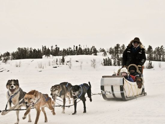 イエローナイフ　犬ぞり操縦体験 30分 ＜11～4月／日本語または英語ガイド＞