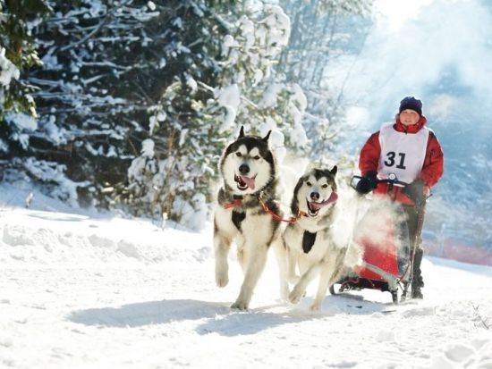 イエローナイフ　犬ぞり操縦体験 60分 ＜11～4月／日本語または英語ガイド＞