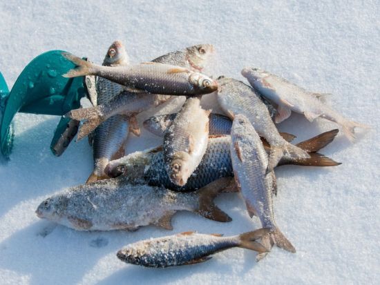 カナダ先住民 アイスフィッシング（伝統氷穴漁）実演＆とれたてお魚ランチツアー ＜11～4月／日本語または英語ガイド＞