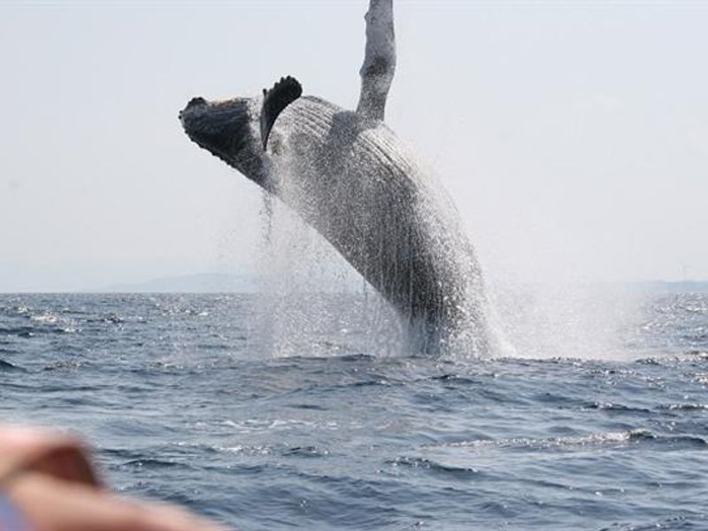 ホエールウォッチング 美ら海水族館入場券 全額返金保証 撮影写真プレゼント付き 1月 4月 本部町発 By沖縄アイランドクルー 沖縄本島の観光 オプショナルツアー専門 Veltra ベルトラ