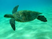 Hawaii_Maui_Excellence Charters_Turtle Town