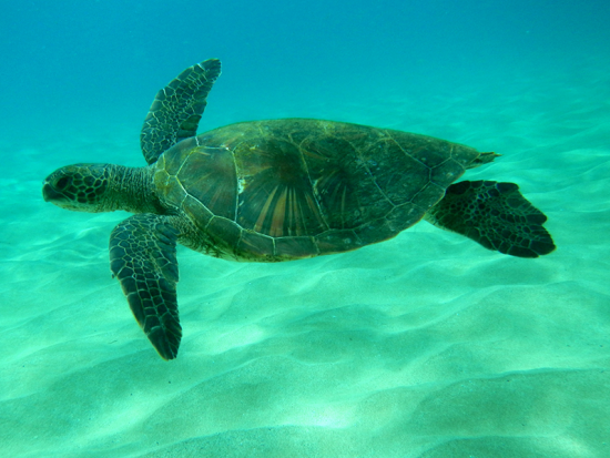 モロキニ島シュノーケリングクルーズ スヌーバ体験付きプランあり＜英語ガイド／朝・昼食＞