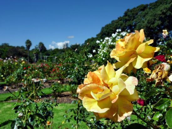 オークランド市内観光＆フェリーで渡るデボンポート＜フェリー乗船／日本語ガイド／オークランド発＞