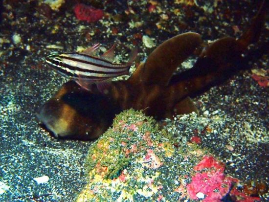 体験ダイビング 気軽にダイビングを体験しよう＜送迎付／埼玉発＞by ターダイブ インターナショナル