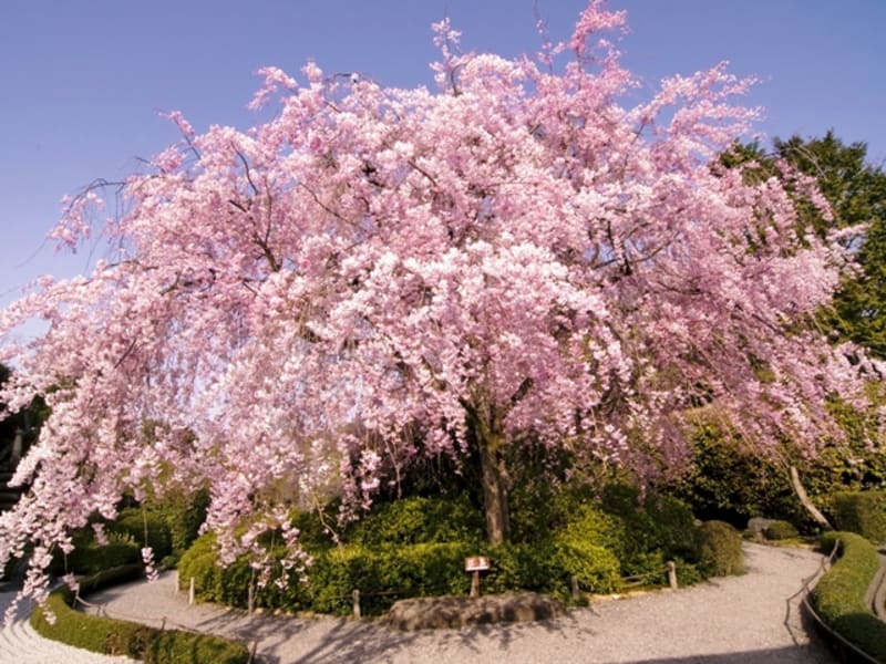 退蔵院メイン紅しだれ桜