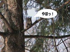 ウッキーズ1