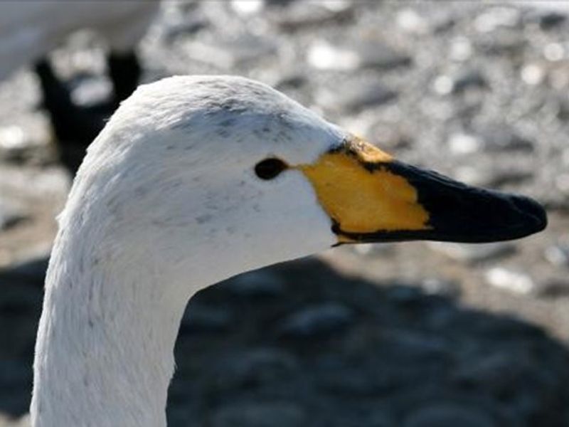 與羽タクシー18