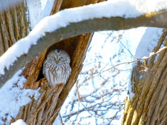 スノーシューツアー　野幌森林公園5時間コース　エゾフクロウの棲む森で動物観察を楽しもう 防寒4点レンタル付きプランあり＜12～3月／札幌中心部送迎付／札幌市＞