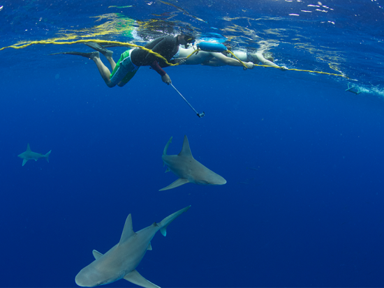 シャークシュノーケリング　海洋専門家がご案内するケージ無しのサメと泳ぐ体験！6名までの少人数制＜2時間／ノースショア発＞