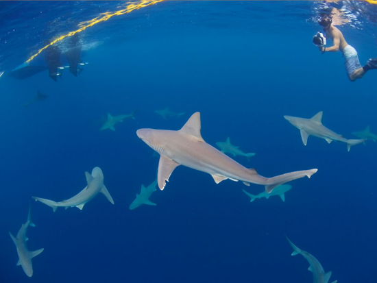 シャークシュノーケリング　海洋専門家がご案内するケージ無しのサメと泳ぐ体験！6名までの少人数制＜2時間／ノースショア発＞