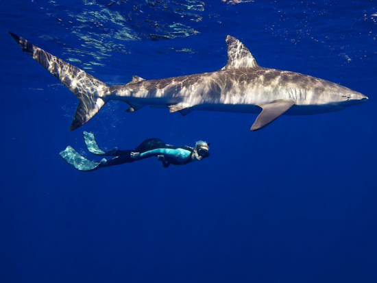 シャークシュノーケリング　海洋専門家がご案内するケージ無しのサメと泳ぐ体験！6名までの少人数制＜2時間／ノースショア発＞