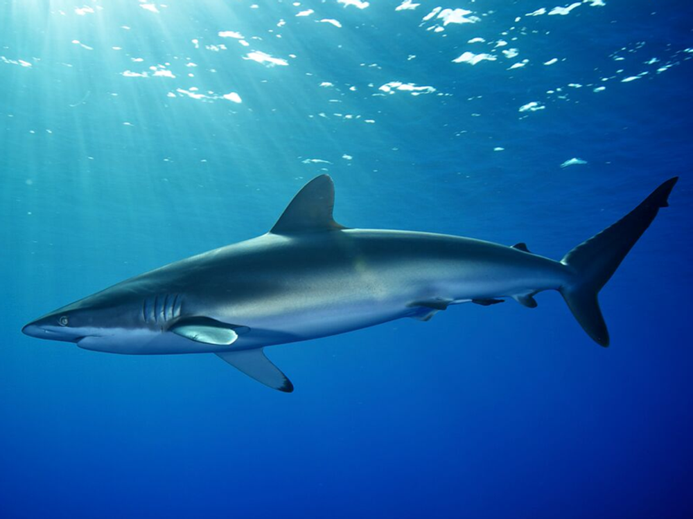 20151125224839_1548305456_1234