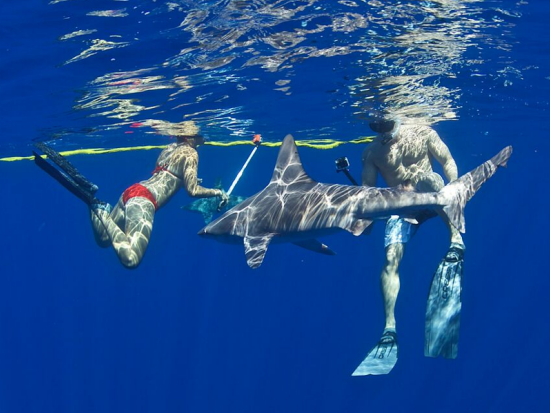 シャークシュノーケリング　海洋専門家がご案内するケージ無しのサメと泳ぐ体験！6名までの少人数制＜2時間／ノースショア発＞