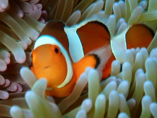 体験ダイビング 透明度の高い水中世界を覗いてみよう！[ジャーダイビングクラブ 水戸/水戸市]