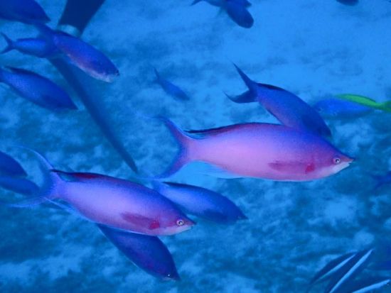 体験ダイビング 透明度の高い水中世界を覗いてみよう！[ジャーダイビングクラブ 水戸/水戸市]