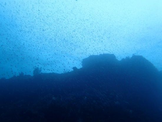 体験ダイビング 透明度の高い水中世界を覗いてみよう！[ジャーダイビングクラブ 水戸/水戸市]