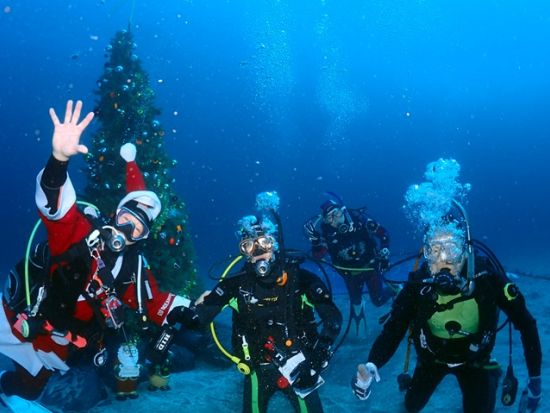 1日おためしダイビング　水中世界を覗いてみよう[ジャーダイビングクラブつくば店/つくば市]