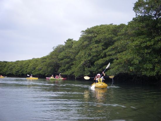 マングローブカヌー＋ピナイサーラの滝トレッキング　カヌー操船時間はたっぷり1時間！バラス島でシュノーケリング付きプランあり＜西表島上原地区無料送迎／西表島＞