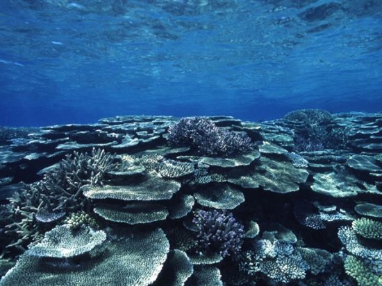 バラス島シュノーケリングツアー　サンゴのかけらでできた「奇跡の島」バラス島でウミガメとシュノーケリング＜半日または1日／上原地区ホテル無料送迎／西表島＞