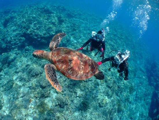 慶良間体験ダイビング　専属インストラクターのサポートで安心　水中写真プレゼント！　シュノーケリングも同時に楽しめる別プランもあり ＜1日／2～3ダイブ／北谷発＞