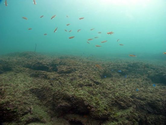 ビーチバム体験ダイブ6