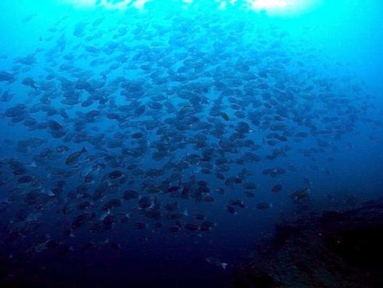 ビーチバムファン5