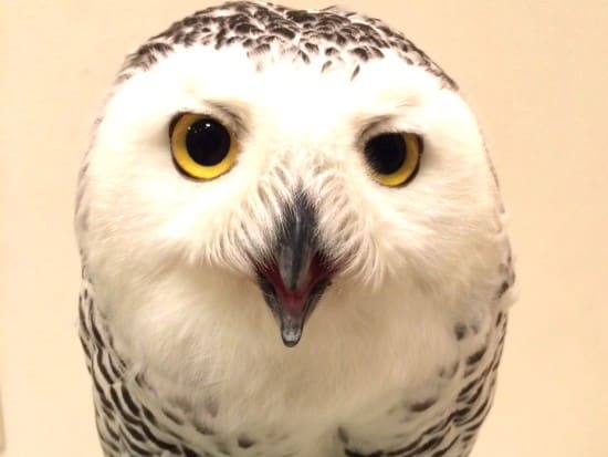 The fluffy star of a Hakata owl cafe