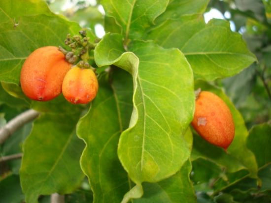 オアフ島東海岸観光ツアー　フランキーズ・ナーサリー農園散策＆フルーツ試食とマカプウ岬やハロナ潮吹き穴など東海岸の絶景鑑賞！