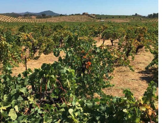 ソノマバレー ワイナリーツアー　キスラー・ヴィンヤーズ＆フランシス・フォード・コッポラ＆リットン・スプリングスなど ＜日本語ガイド／ワイナリー4軒＞