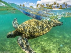 Green-Sea-Turtle-in-Hanalei-Bay-697x465