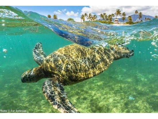 カウアイ島　カヤック＋シュノーケリング体験ツアー☆大人気アクティビティを集約！＜1日／英語ガイド／昼食付／ハナレイまたはプリンスビル発＞