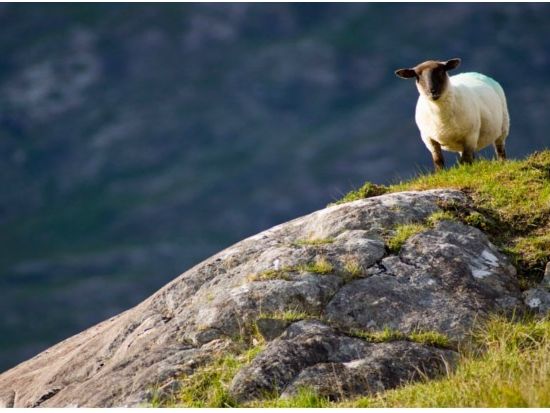 アイルランド南西部 リング・オブ・ケリー（ケリー周遊路）日帰りツアー ＜列車利用／英語ガイド／ダブリン発＞ by Railtours Ireland
