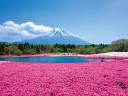 Field of pink cherry blossom bush