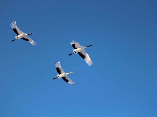 釧路湿原カヌー＆塘路湖 氷上トレッキング1日ツアー 冬の釧路湿原を満喫！1日1組貸切プライベートツアー＜釧路市内無料送迎／12～3月＞by ヒーリングカヌー釧路