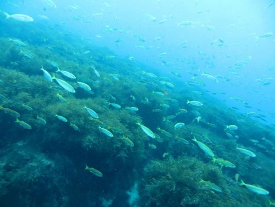 リフレッシュダイビング 神津島でブランクを埋めよう[Tears Blue（ティアーズブルー）/神津島村発]