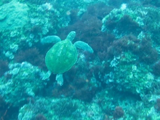スノーケリング教室 神津島の青い海を見よう＜島内宿泊先送迎可／神津島＞by Tears Blue