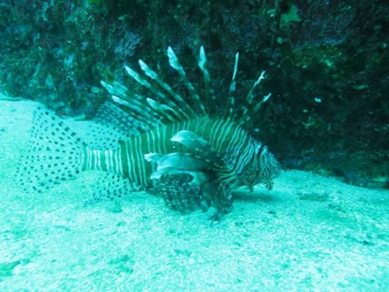 スノーケリング教室 神津島の青い海を見よう＜島内宿泊先送迎可／神津島＞by Tears Blue