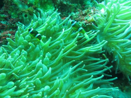 スノーケリング教室 神津島の青い海を見よう＜島内宿泊先送迎可／神津島＞by Tears Blue