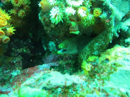 スノーケリング教室 神津島の青い海を見よう＜島内宿泊先送迎可／神津島＞by Tears Blue