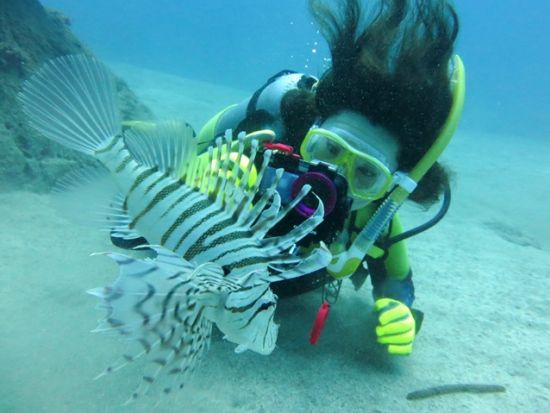 ファンダイビング 鹿児島周辺のビーチで潜ろう 1名～参加OK<鹿児島市発> by アクアトリップ ダイビング