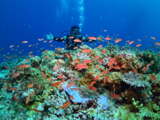 【宮古島｜ボートFUNダイビング】地形を攻める1日コース＊カメラ無料レンタルあり