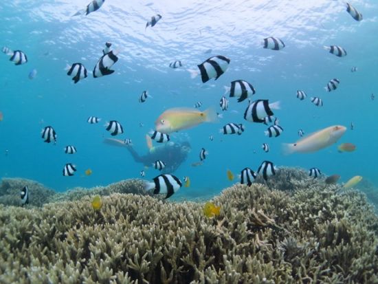 【宮古島｜ボートFUNダイビング】地形を攻める1日コース＊カメラ無料レンタルあり