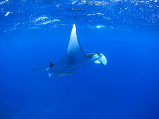 【宮古島｜ボートFUNダイビング】地形を攻める1日コース＊カメラ無料レンタルあり