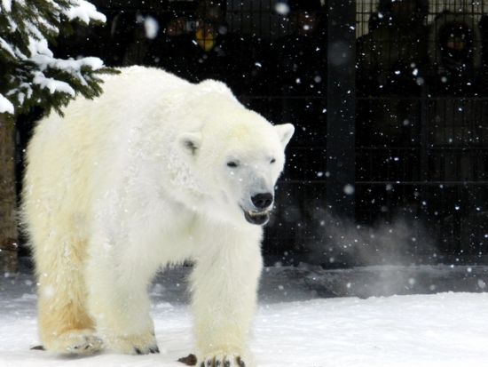札幌発バスツアー 日本最北端の動物園"旭山動物園"を満喫＆ライトアップされた幻想的な"美瑛青い池"を巡る欲張りプラン＜3時間／12月～3月／札幌市内発着＞